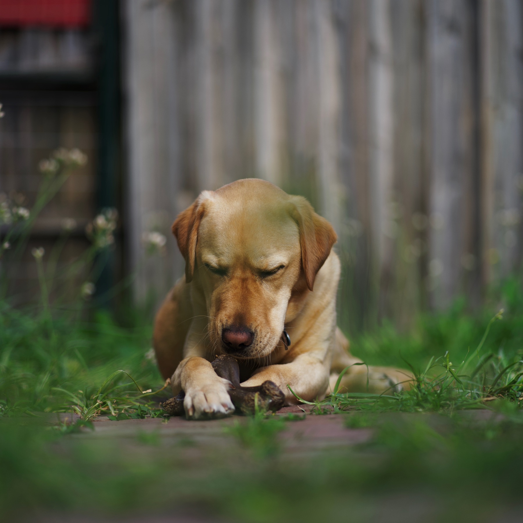 A golden Labrador resting in the grass