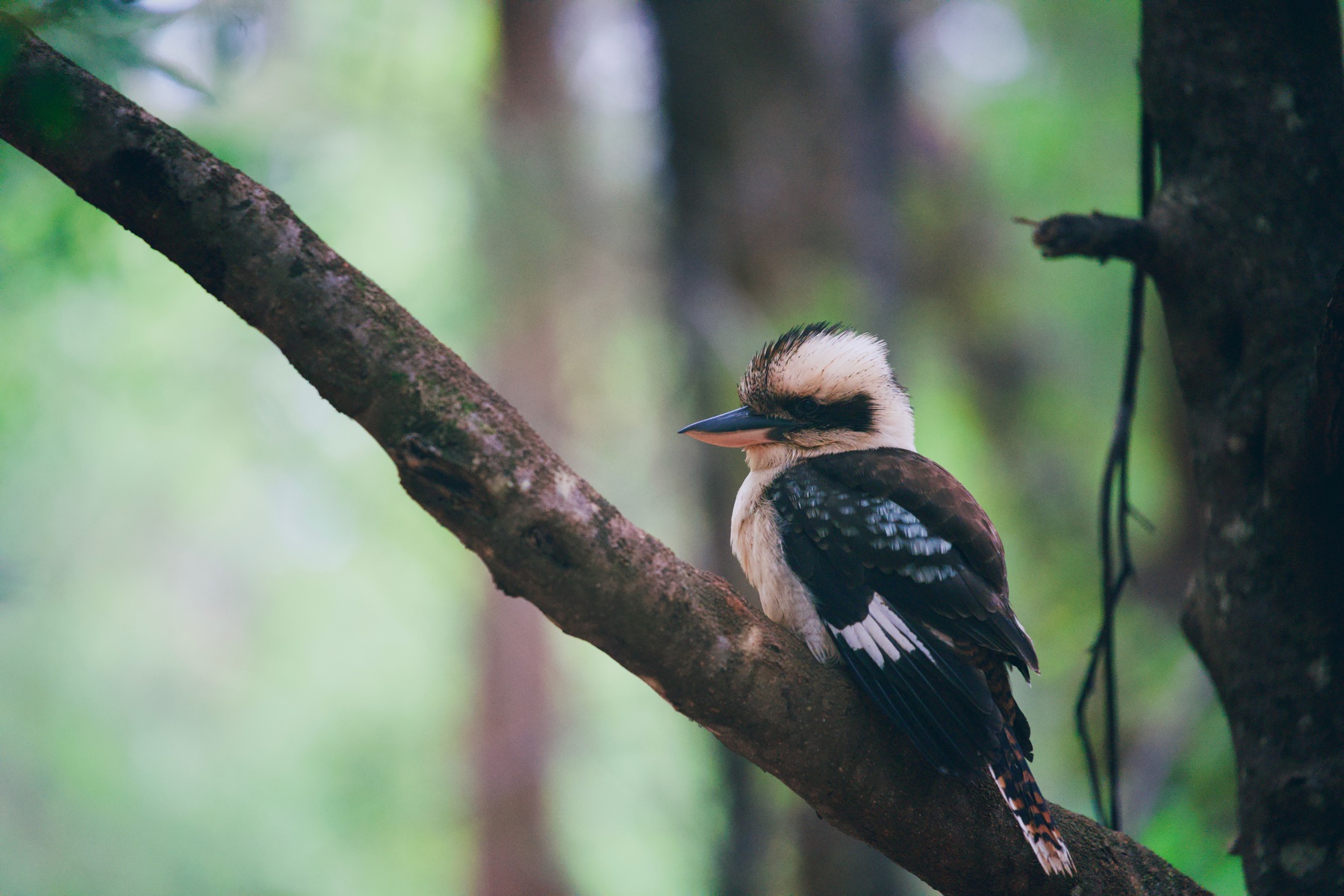 A kookaburra perched on a tree branch